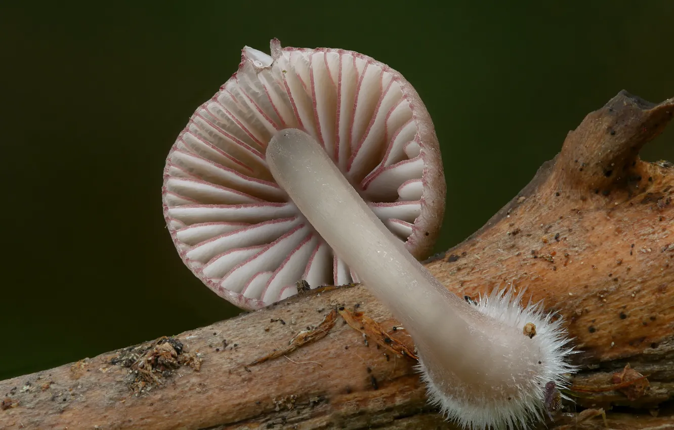 Photo wallpaper autumn, macro, branches, mushrooms, fungus, Beat Buetikofer