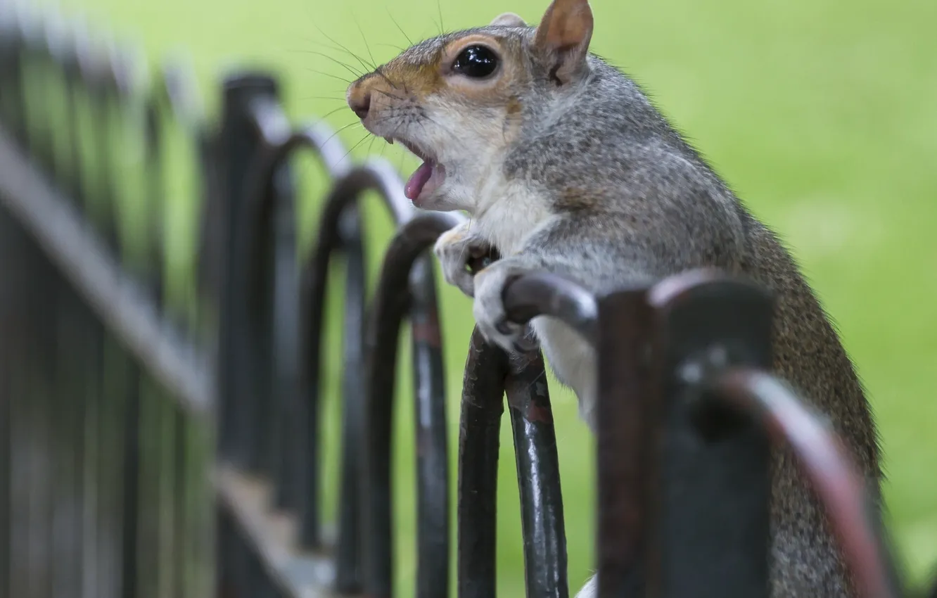 Photo wallpaper surprise, fence, protein