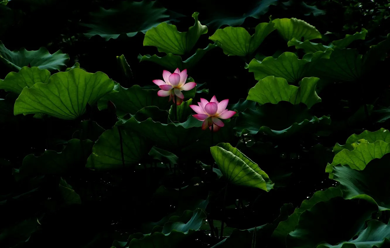 Photo wallpaper leaves, water, flowers, pond, Lotus, Lotus, flower, water