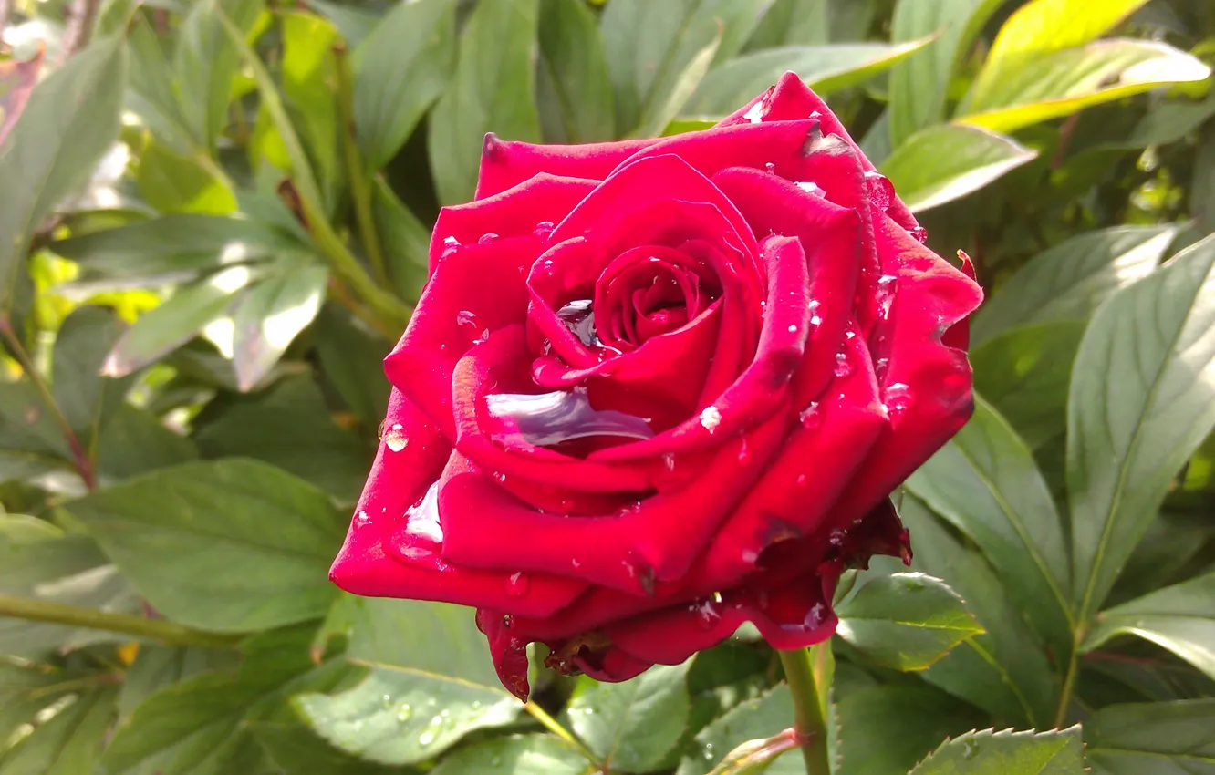 Photo wallpaper macro, flowers, red