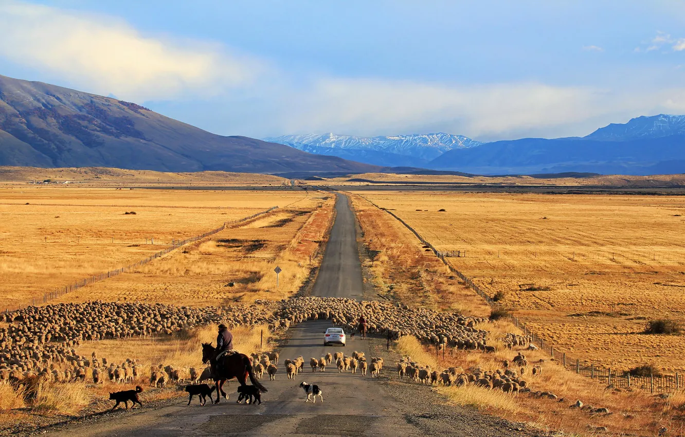 Photo wallpaper road, machine, sheep, Chile, Patagonia