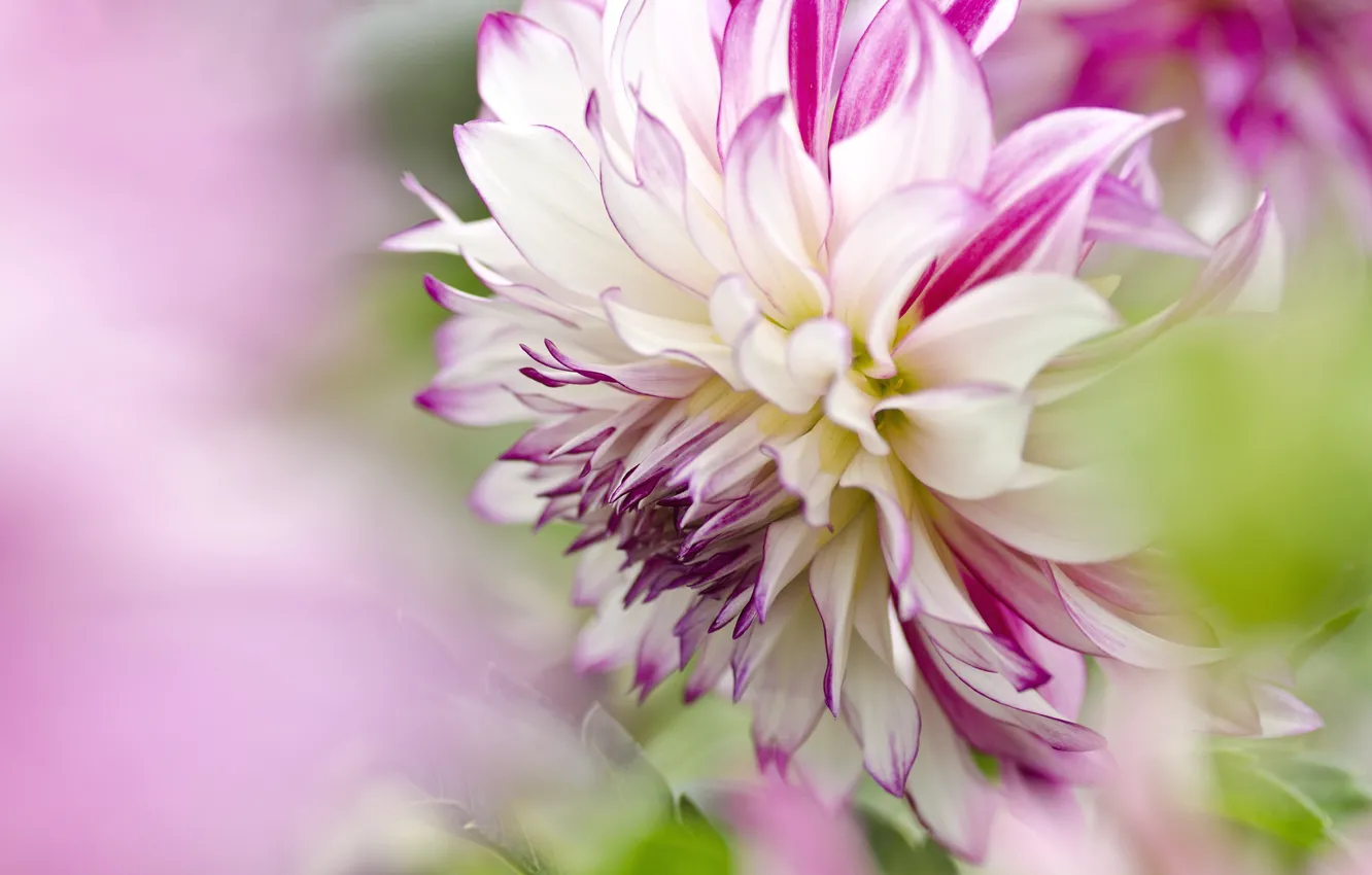 Photo wallpaper petals, dahlias, motley