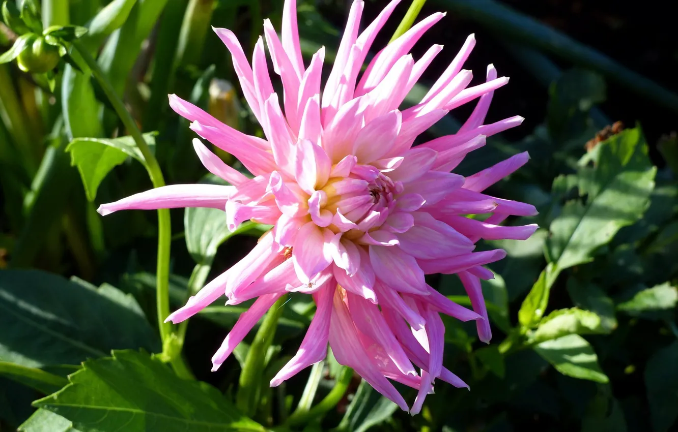 Photo wallpaper flowers, pink, dahlias