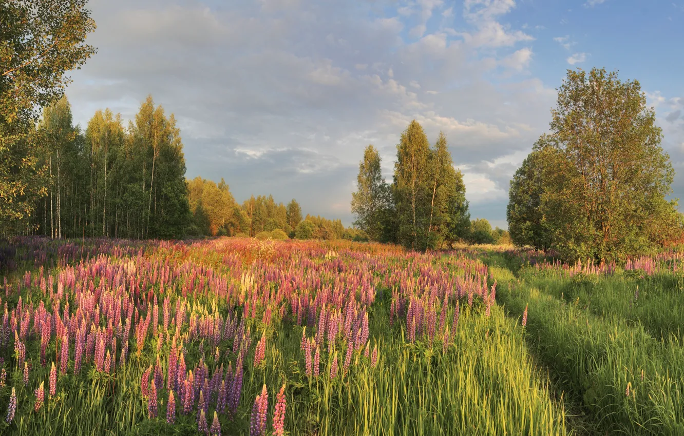 Photo wallpaper field, forest, flowers, panorama, lupins