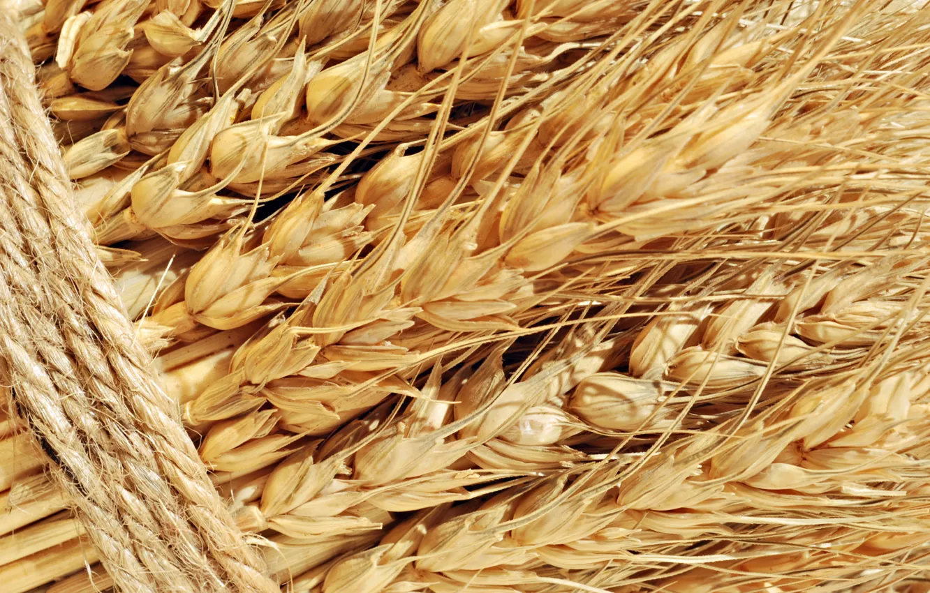 Photo wallpaper wheat, macro, nature, ears