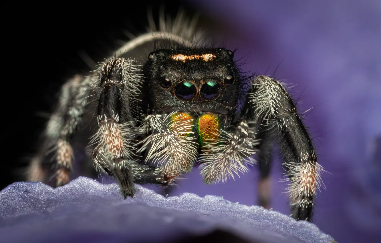 Photo wallpaper look, macro, flowers, the dark background, spider, petals, lilac, jumper