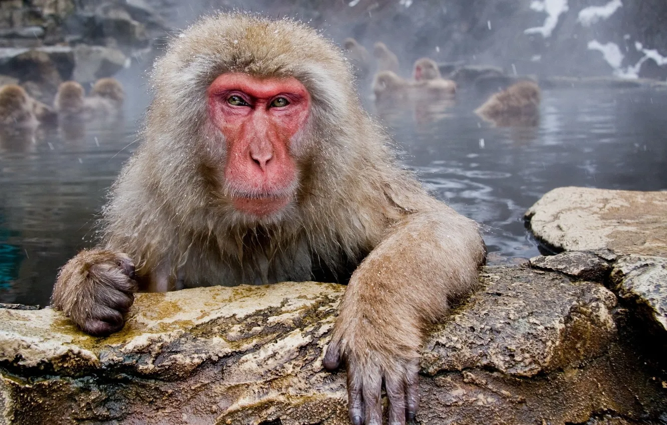 Photo wallpaper water, trees, monkey