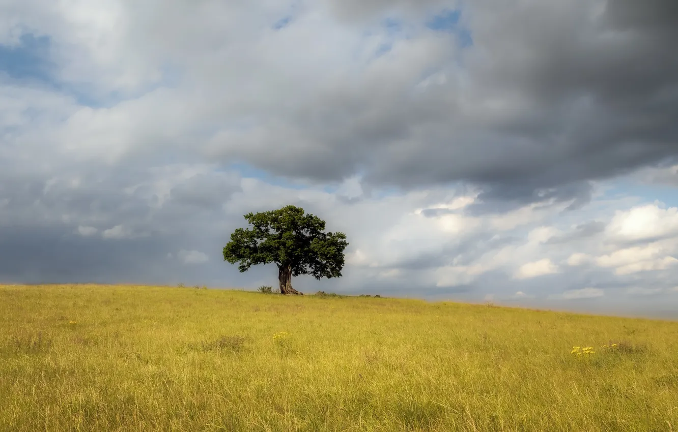 Photo wallpaper field, summer, trees