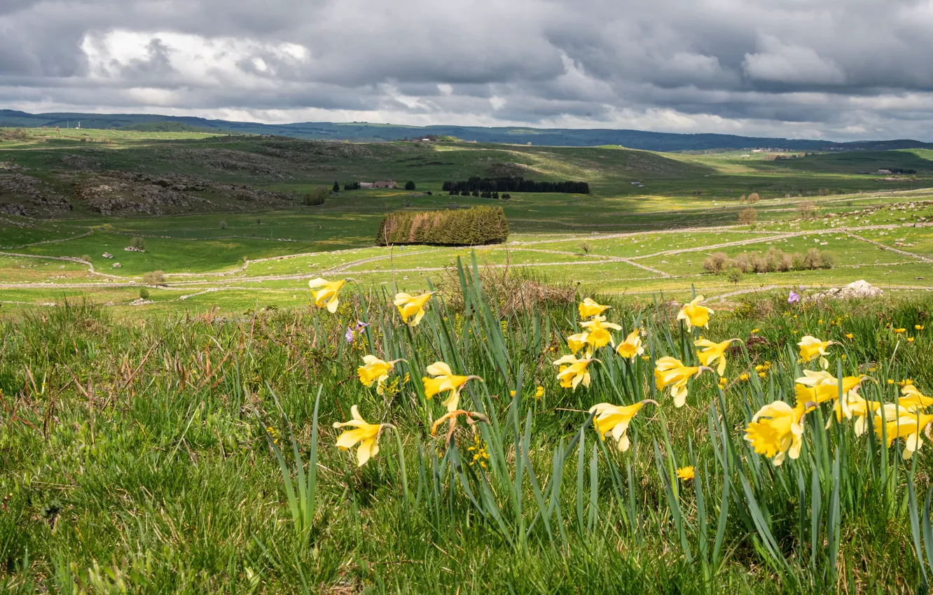 Photo wallpaper field, grass, clouds, light, flowers, yellow, hills, spring