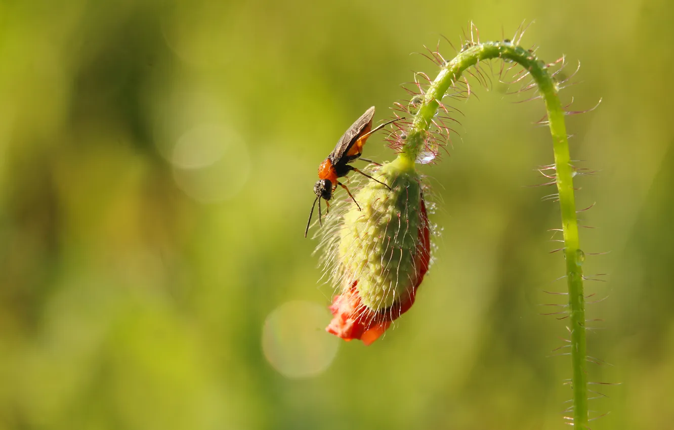 Poppy Insect Wallpaper poppy, plant, insect for mobile and desktop, section природа ...