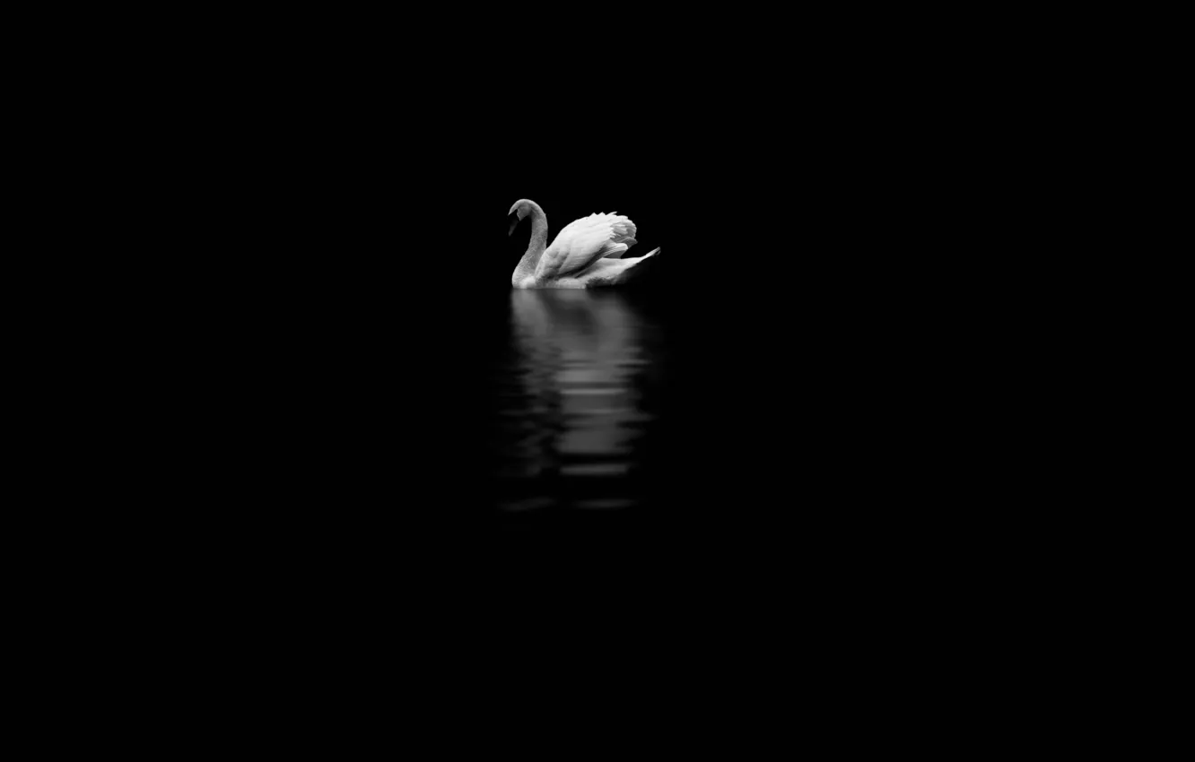 Photo wallpaper background, bird, Swan
