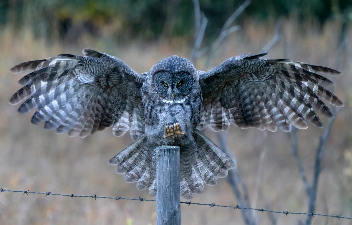 Photo wallpaper look, branches, pose, owl, bird, glade, posts, the fence