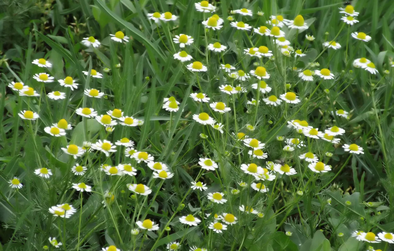 Photo wallpaper flowers, chamomile, meadow, spring 2018, Meduzanol ©