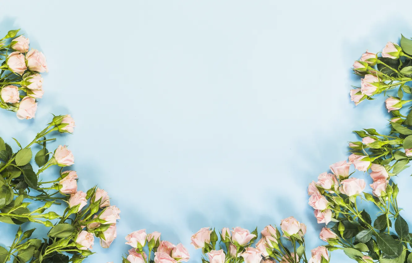 Photo wallpaper background, blue, roses, bouquet, pink, flower, composition, roses