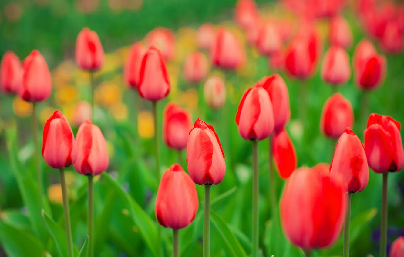 Photo wallpaper spring, garden, meadow, tulips