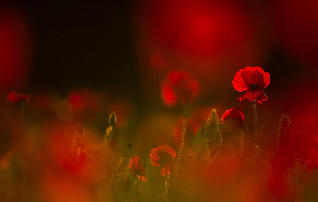 Photo wallpaper field, flowers, red, background, glade, Mac, Maki, al