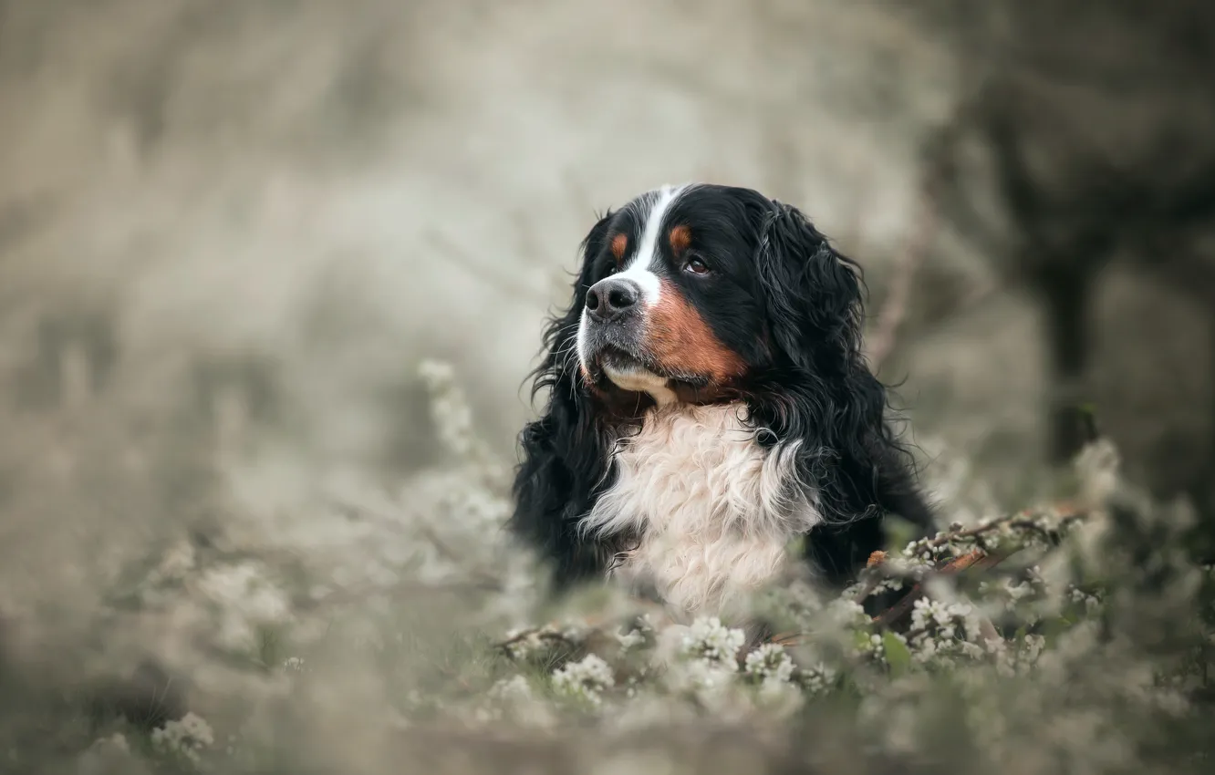 Photo wallpaper flowers, nature, background, portrait, dog, Bernese mountain dog