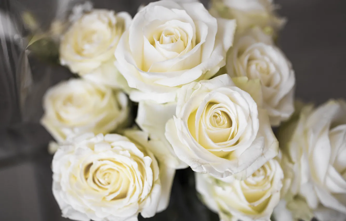 Photo wallpaper flowers, roses, bouquet, white
