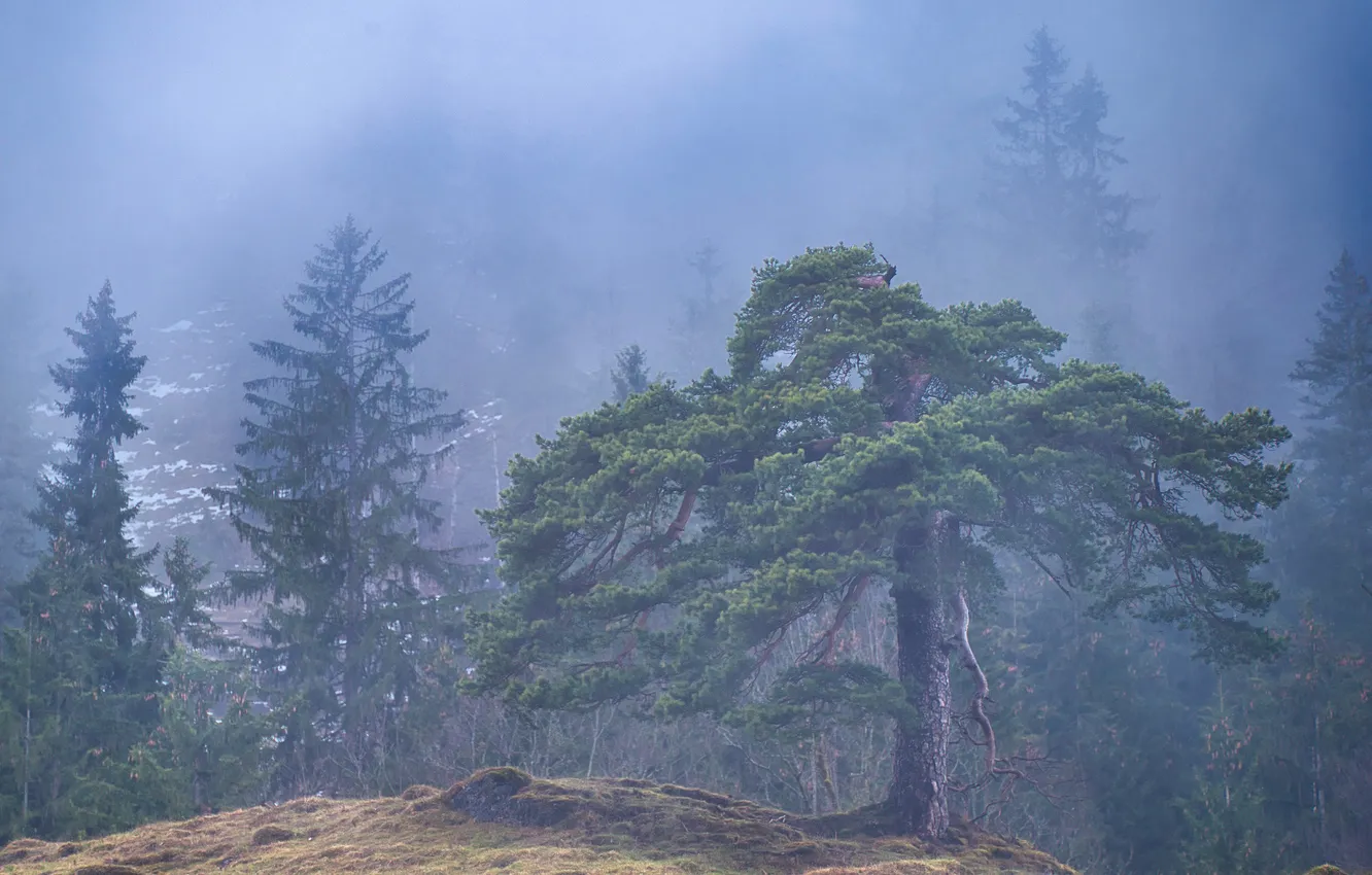 Photo wallpaper forest, trees, nature, fog, morning, ate, haze, pine