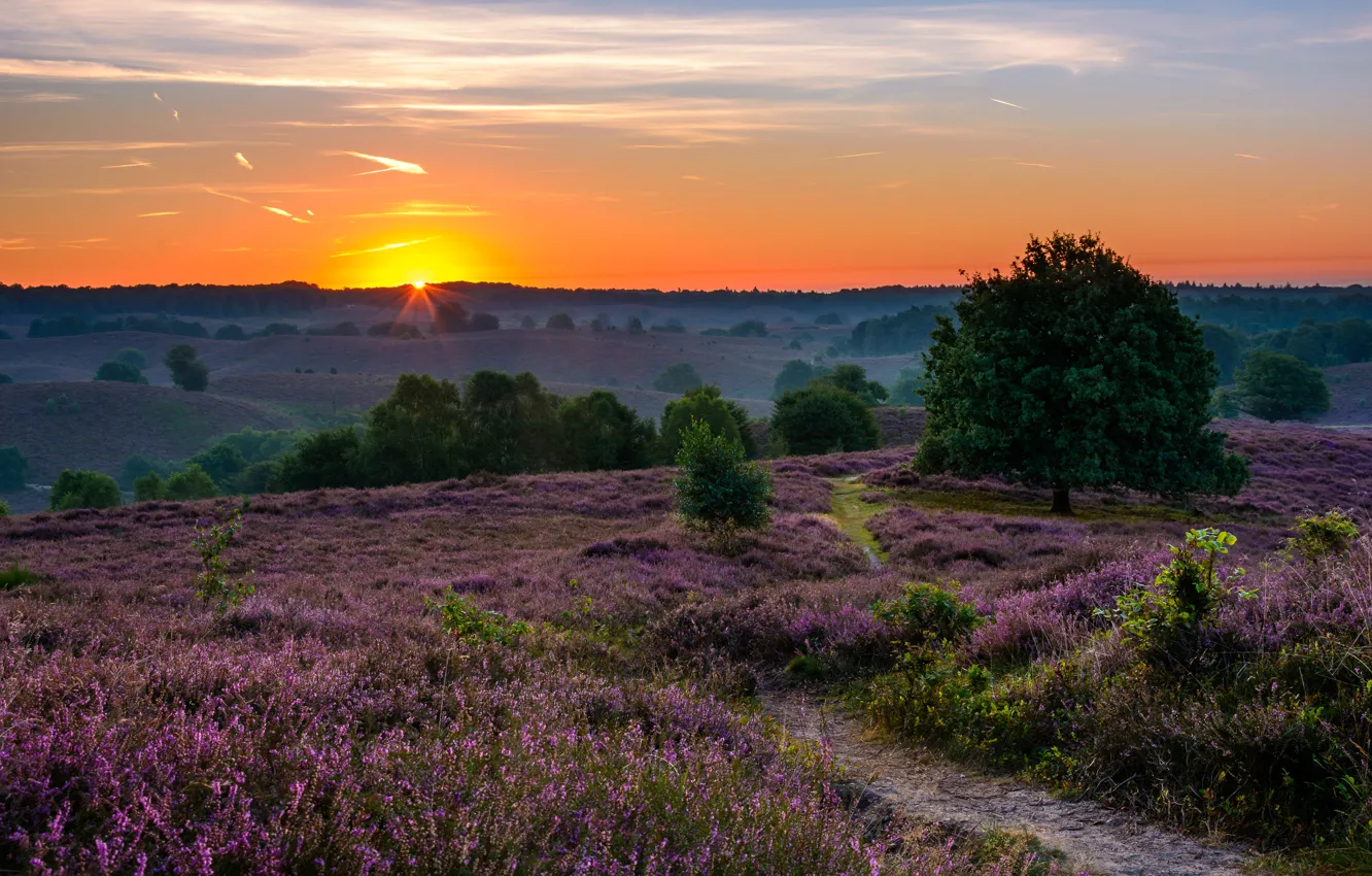 Photo wallpaper trees, sunset, meadow, Netherlands, path, Netherlands, Heather, National Park Veluwezoom