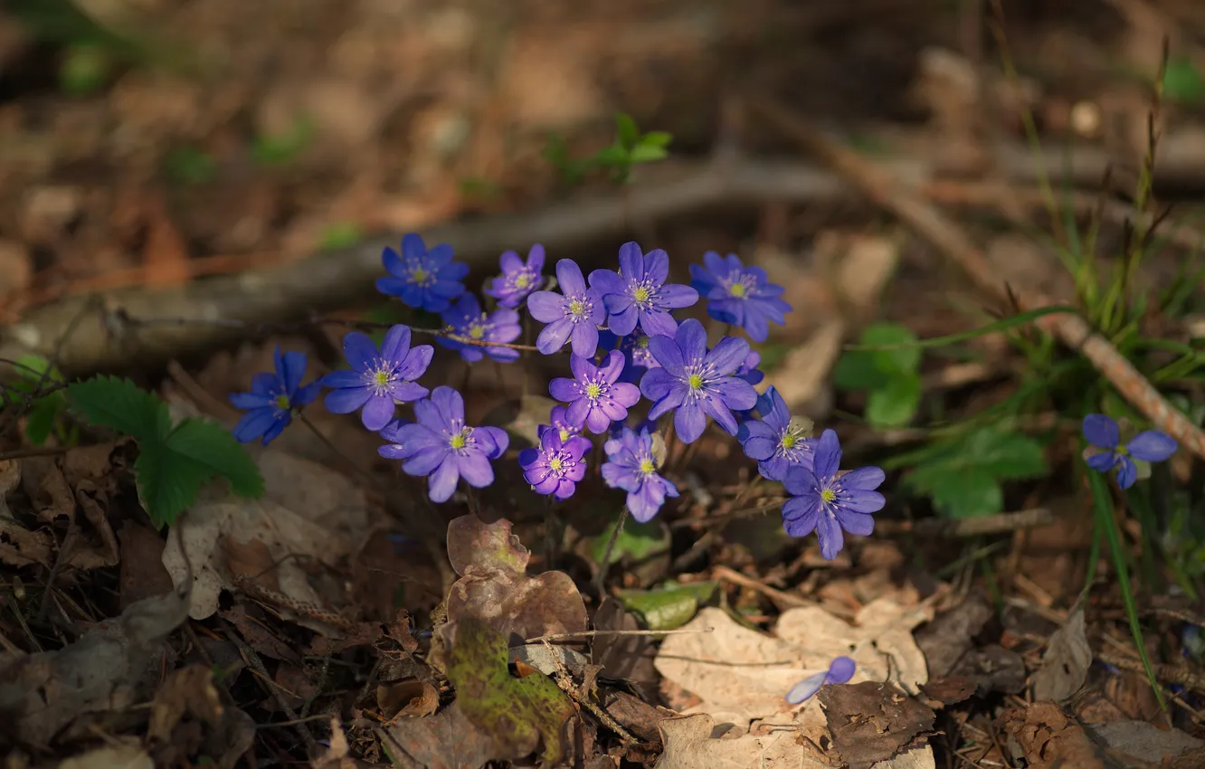 Photo wallpaper forest, flowers, nature, spring, Pechenocna