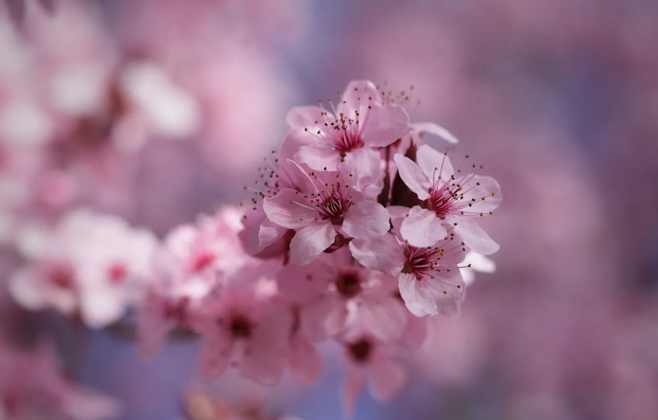Photo wallpaper flowers, branches, background, spring, pink, flowering, bokeh