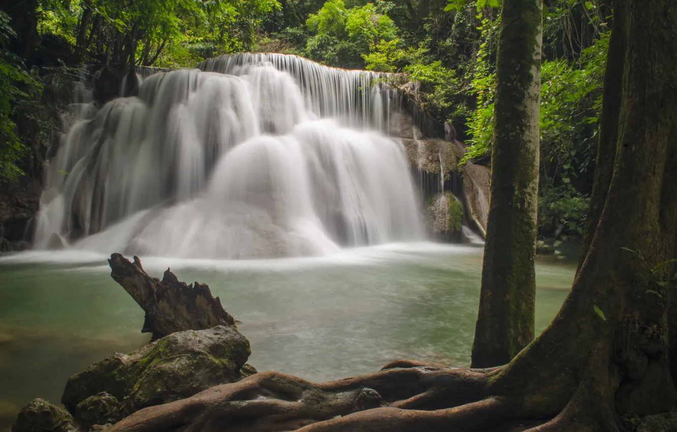 Photo wallpaper forest, trees, branches, nature, roots, Park, stones, rocks