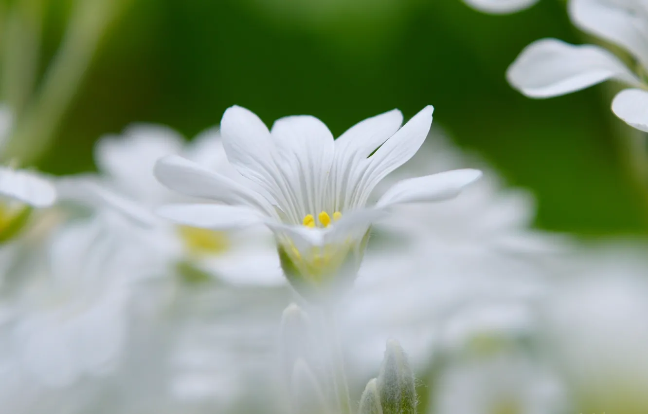Photo wallpaper spring, bokeh, bokeh, spring, white flower, White flower, Cerastium