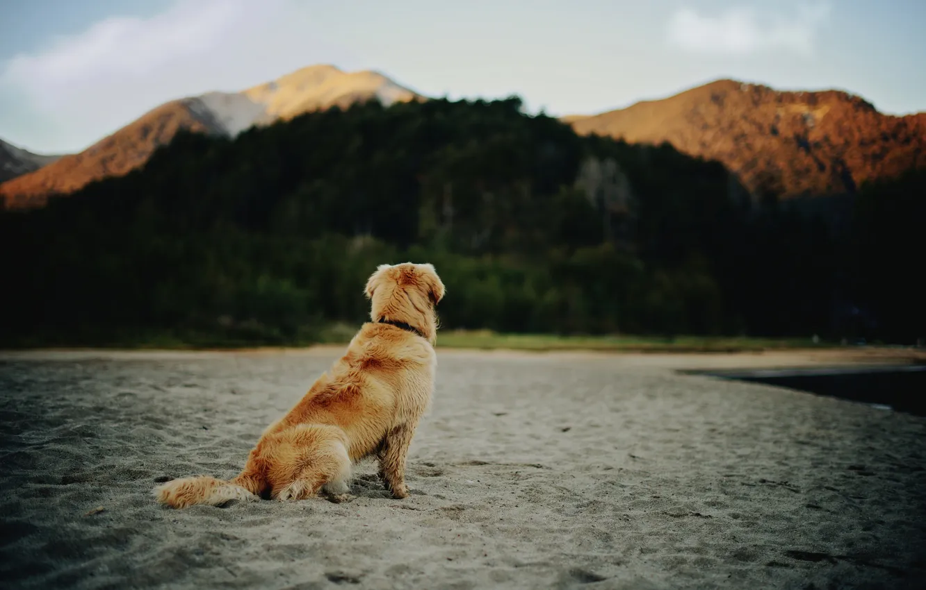 Photo wallpaper beach, dog, wool