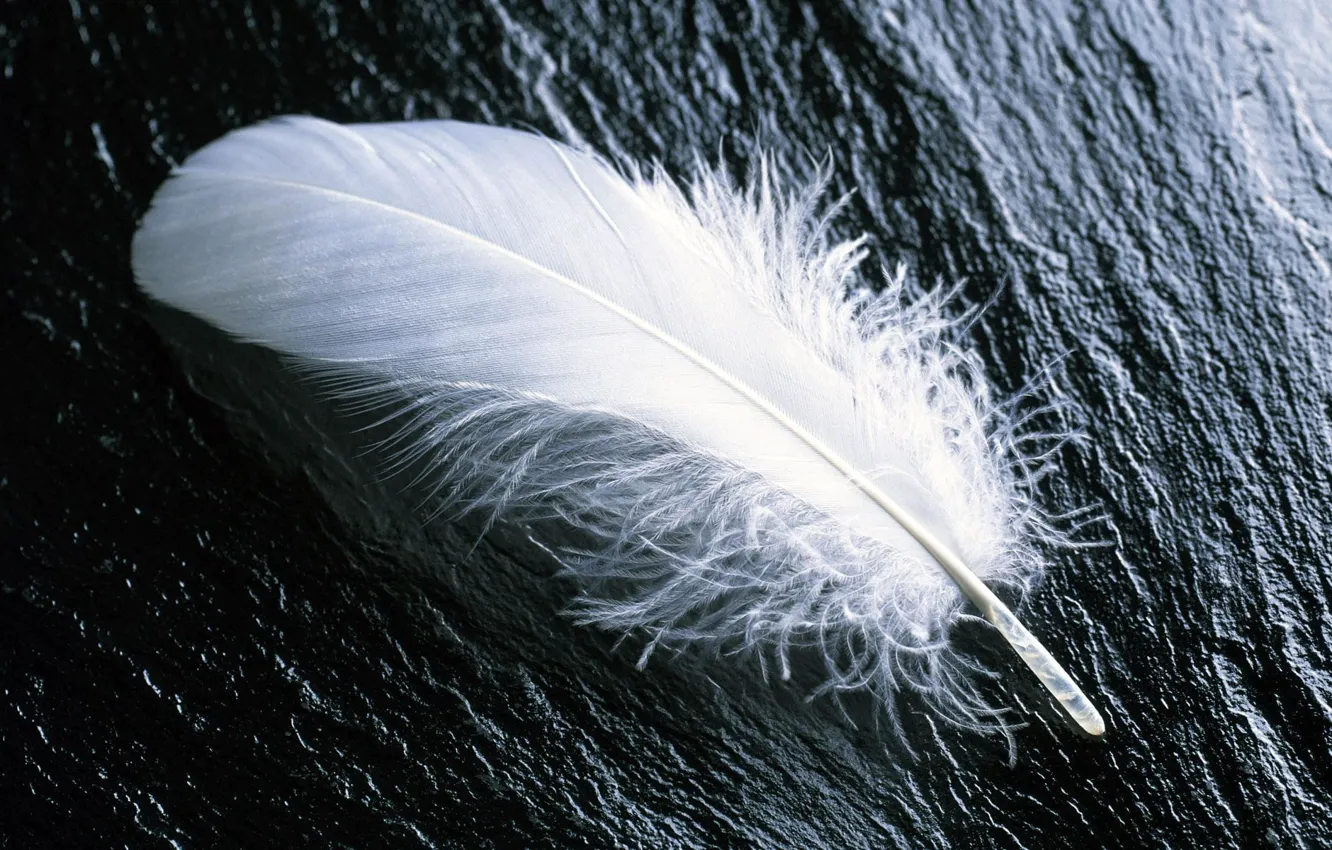 Photo wallpaper white, feathers, on the stone