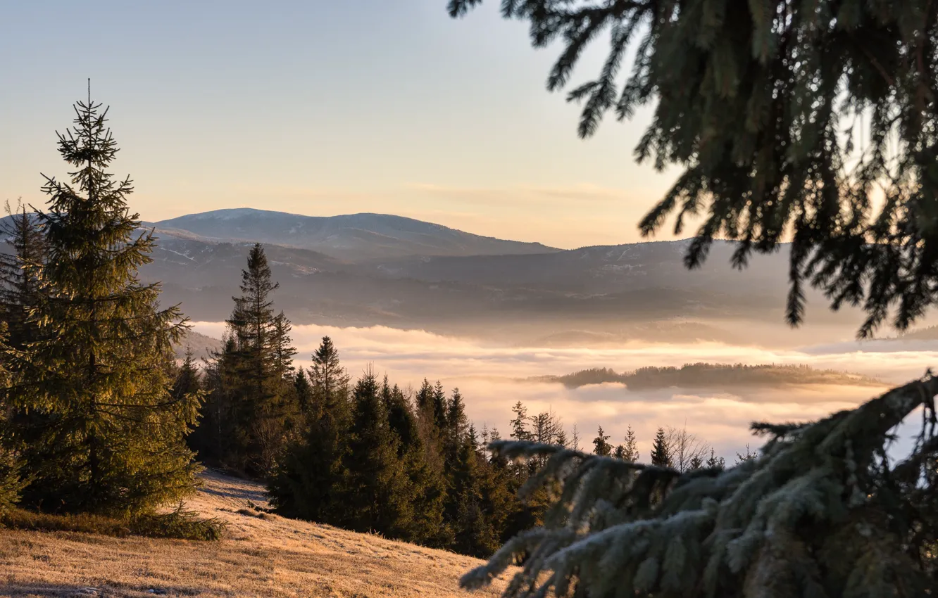 Photo wallpaper trees, landscape, mountains, nature, fog, morning, ate, Beskydy