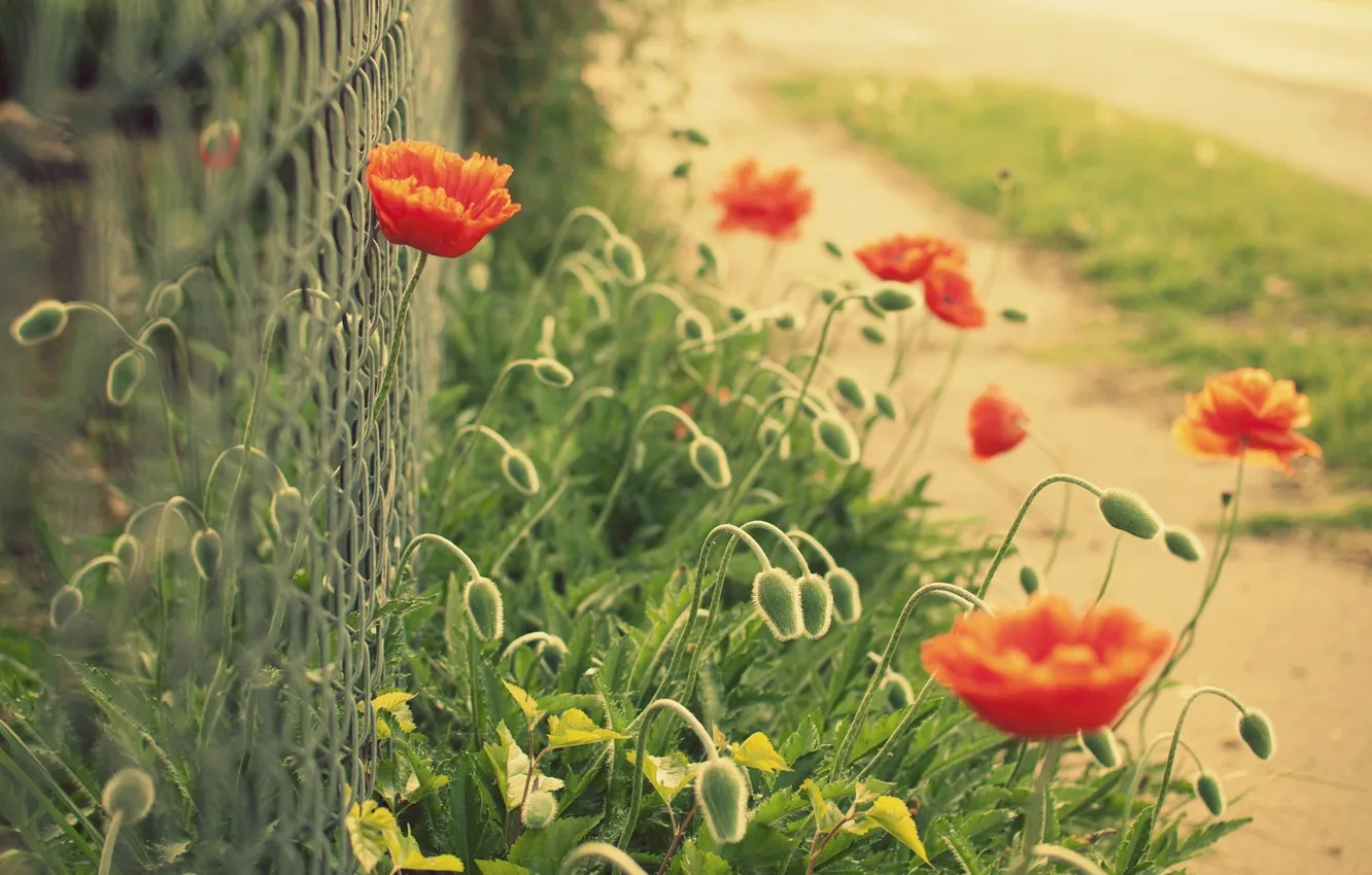 Photo wallpaper flowers, red, green, background, mesh, widescreen, Wallpaper, the fence