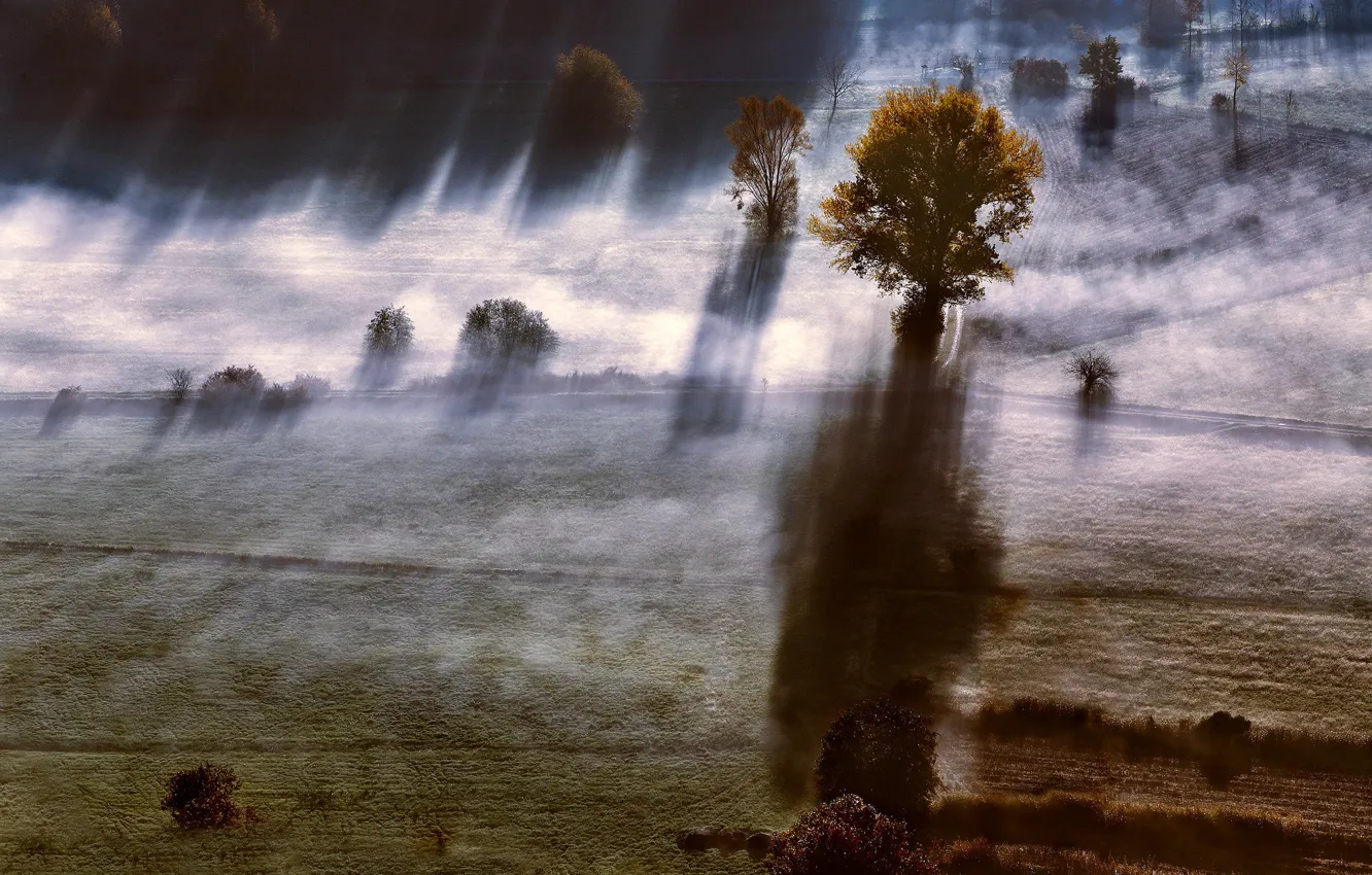 Photo wallpaper field, rays, trees, fog, shadows
