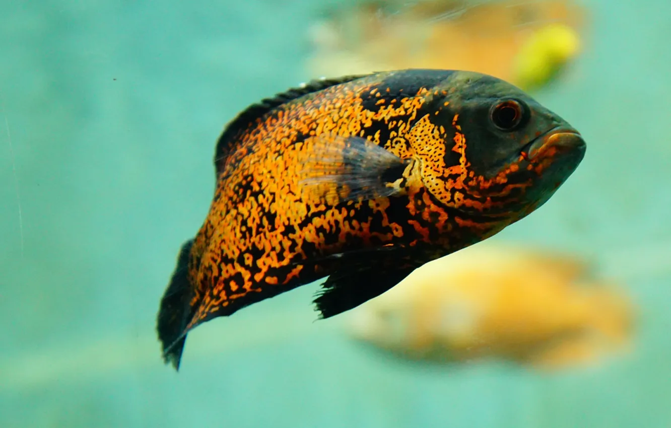 Photo wallpaper animals, nature, water, tropical fish, .fish