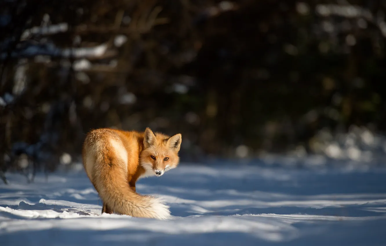Photo wallpaper fox, winter, snow, looking, wildlife