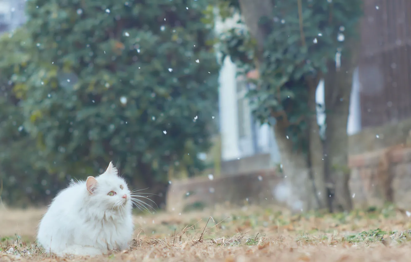 Photo wallpaper cat, white, snow