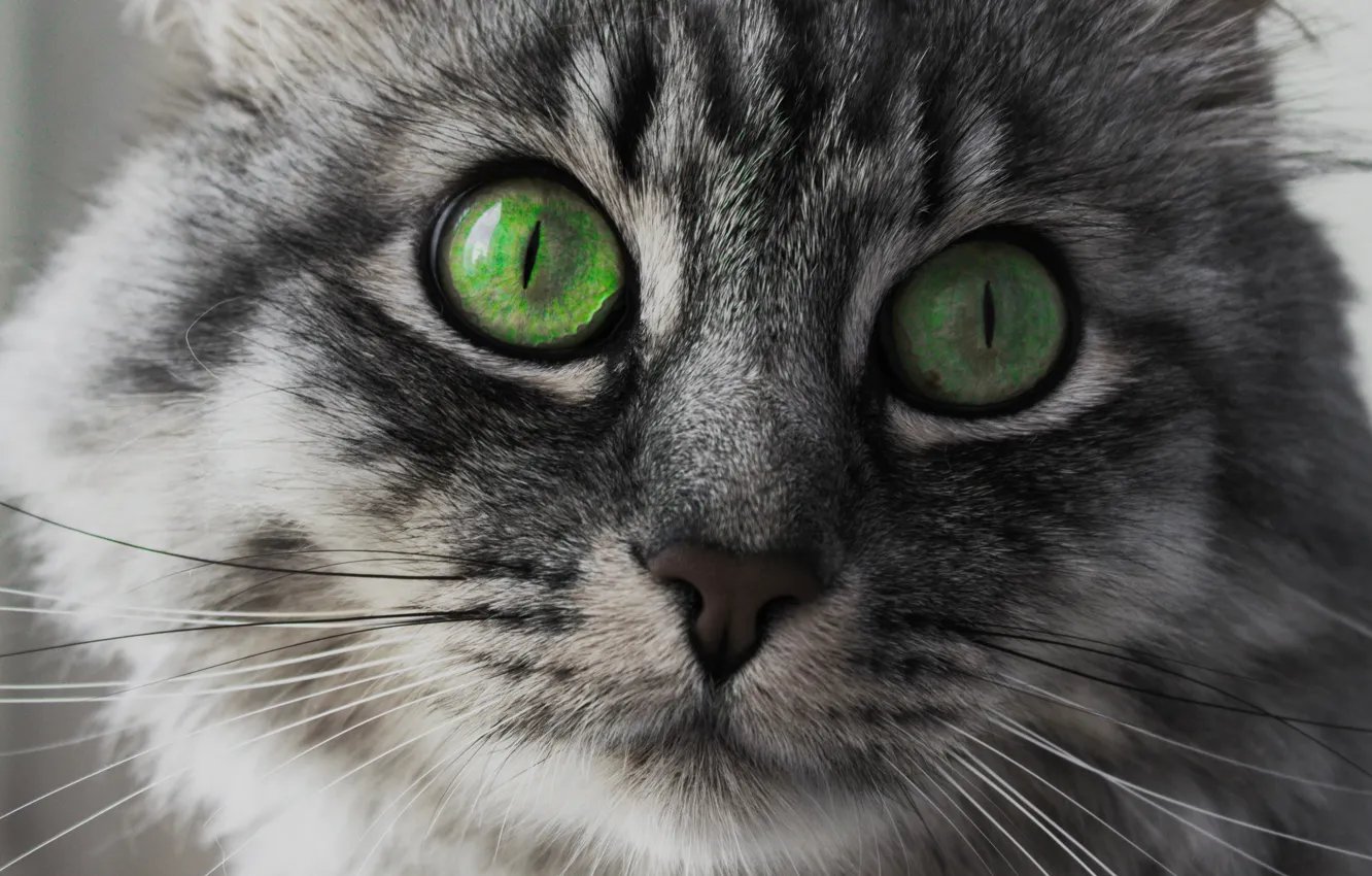 Photo wallpaper eyes, cat, look, face, green
