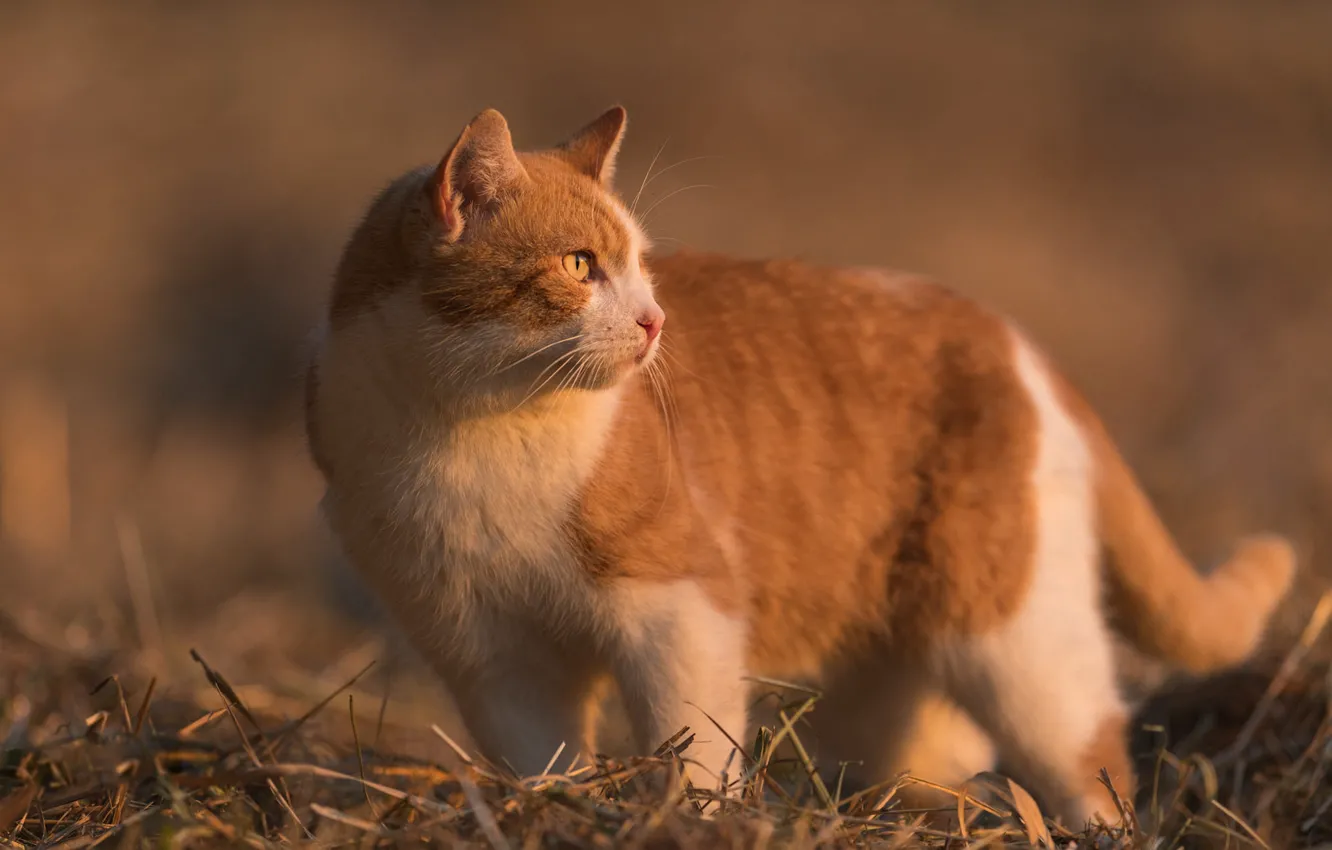 Photo wallpaper cat, cat, look, background, red