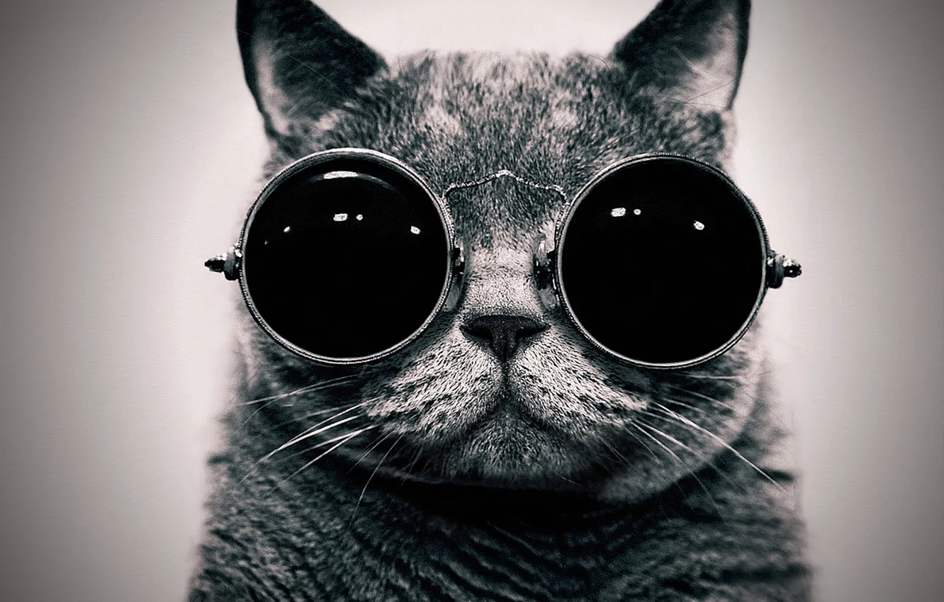 Photo wallpaper cat, portrait, glasses