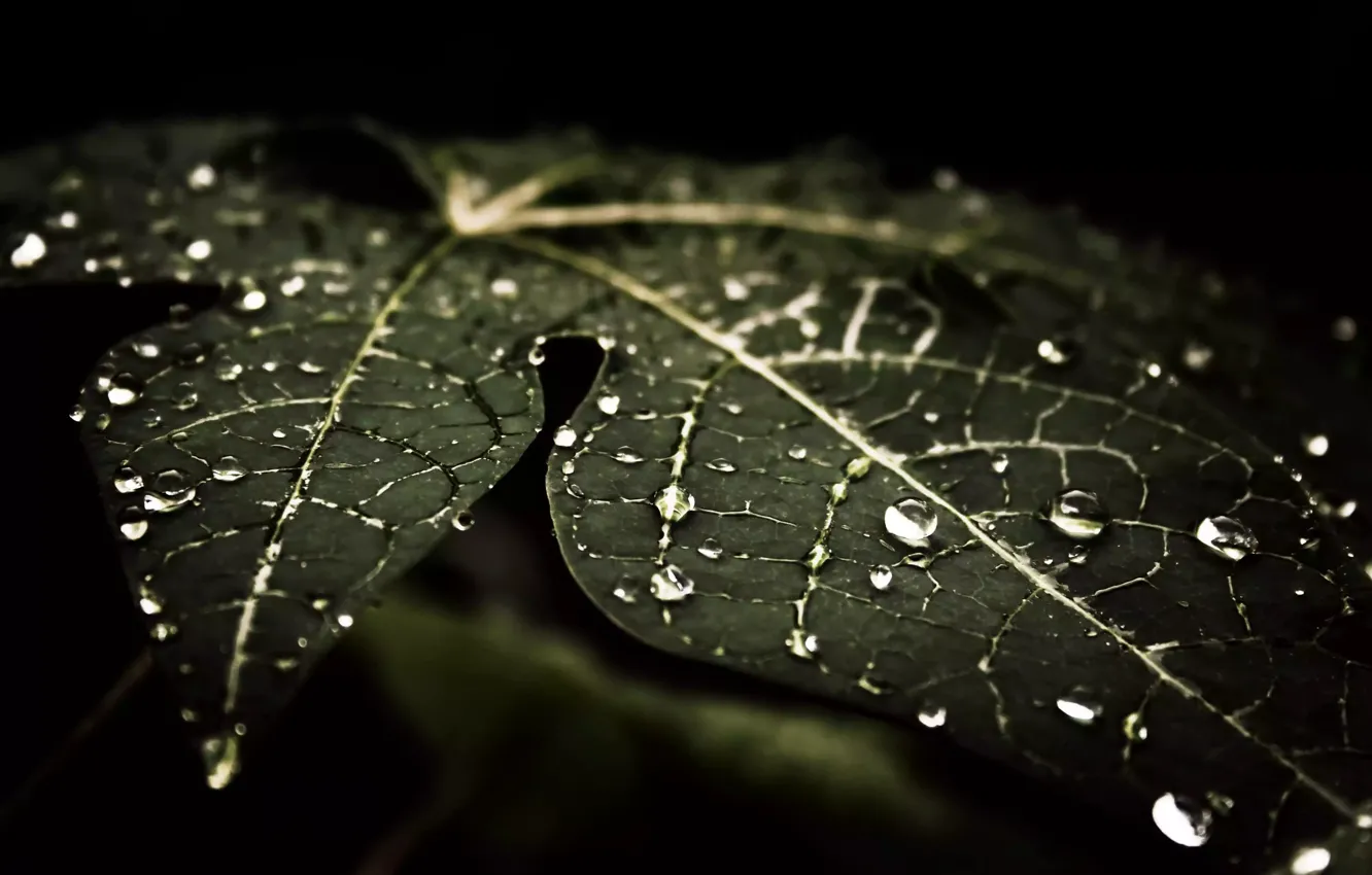 Photo wallpaper leaves, drops, macro, Rosa