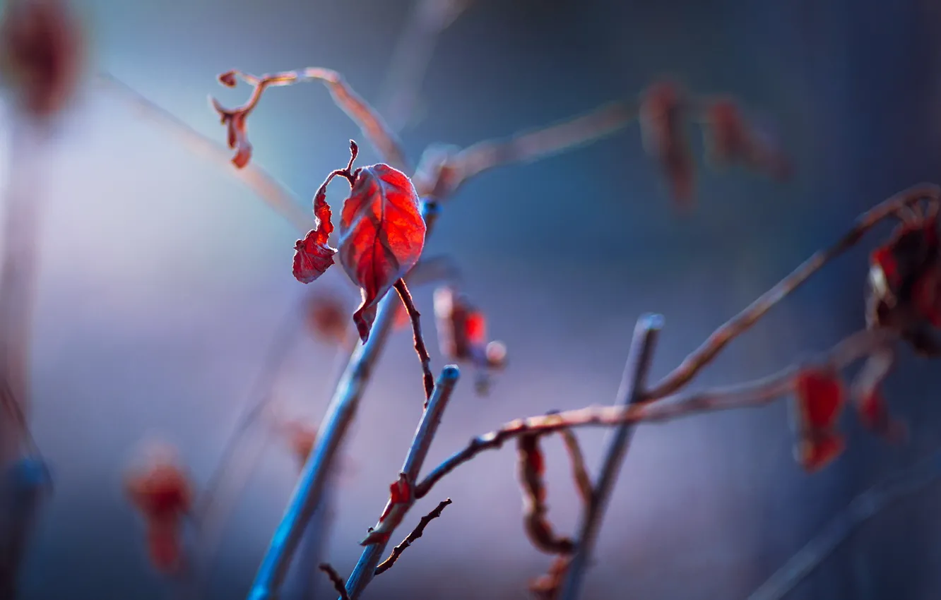 Photo wallpaper leaves, branches, nature