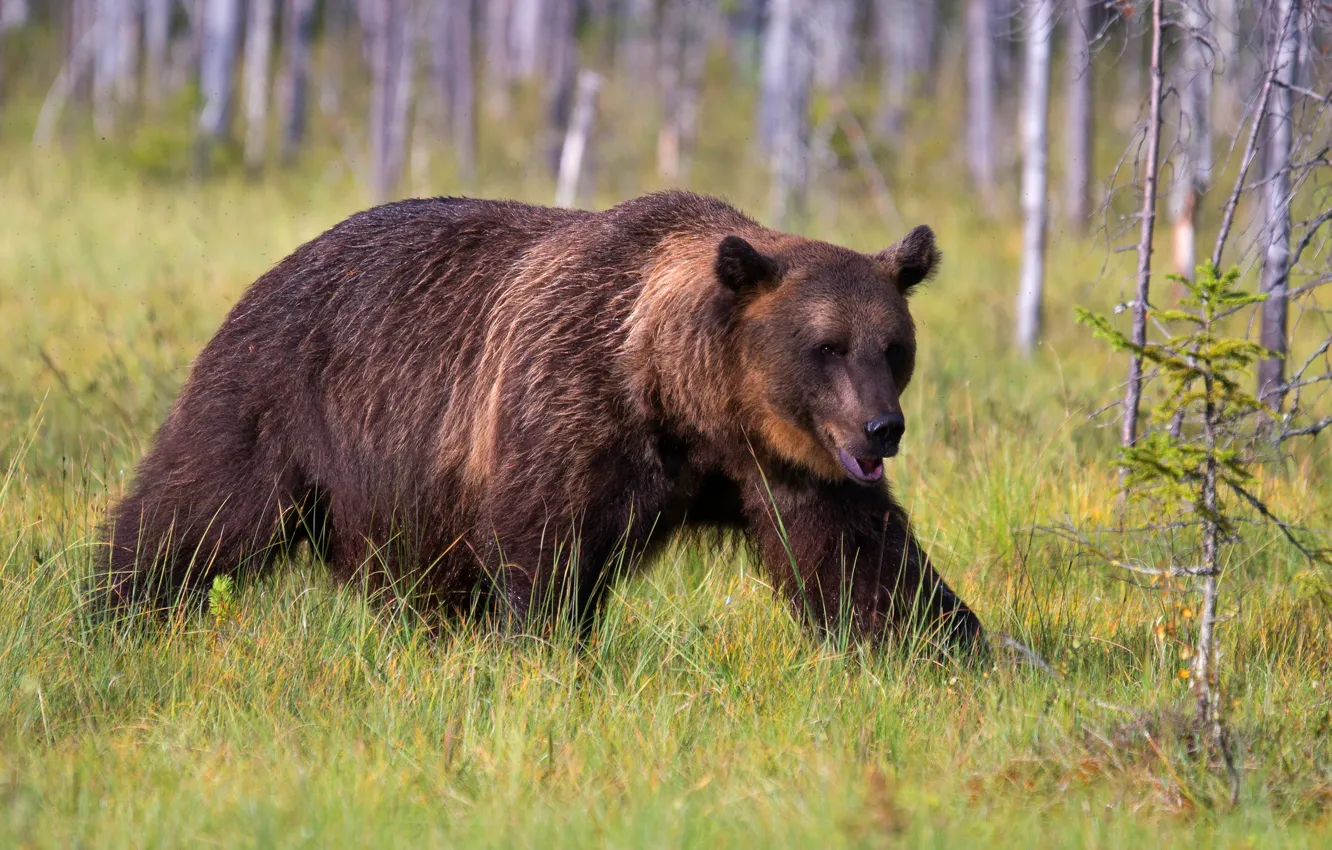Photo wallpaper forest, summer, grass, look, trees, nature, pose, bear