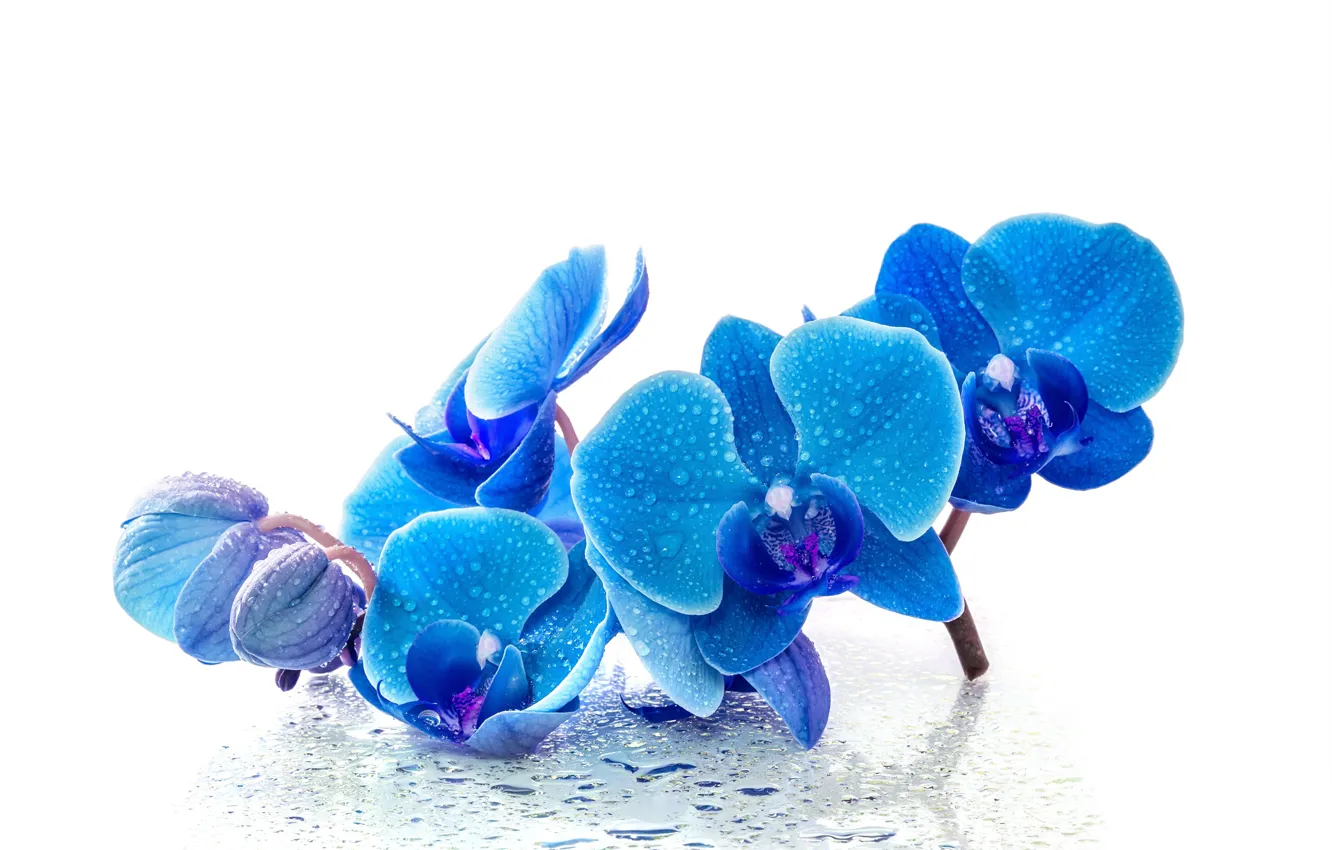 Photo wallpaper drops, flowers, blue, Orchid