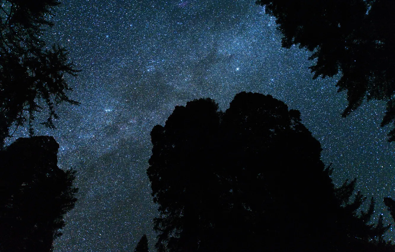 Photo wallpaper stars, landscape, trees.the sky