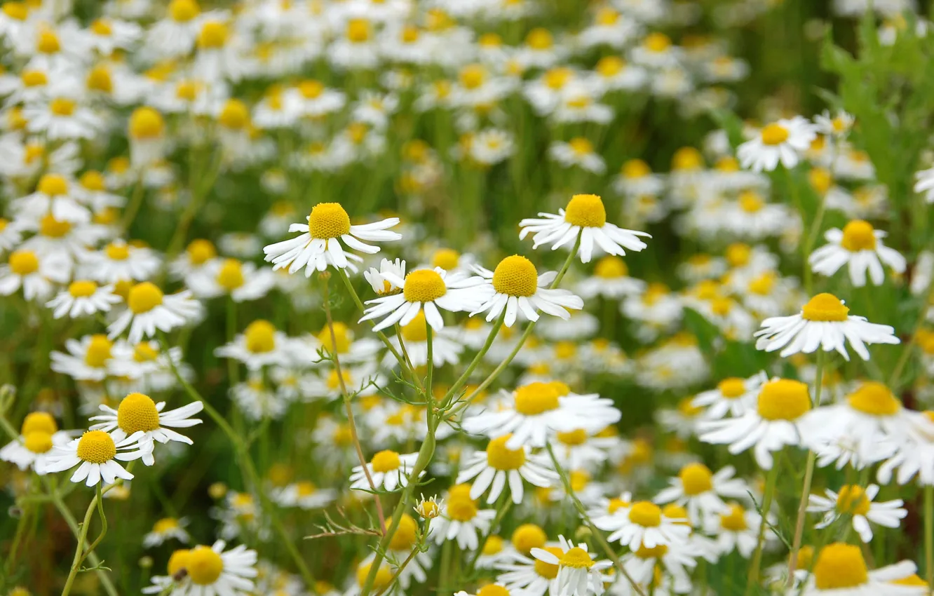 Photo wallpaper field, chamomile, petals, garden, meadow