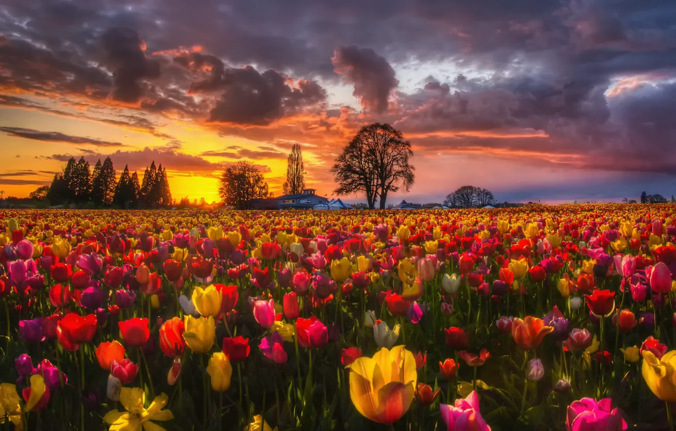 Photo wallpaper field, sunset, flowers, nature, spring, the evening, tulips