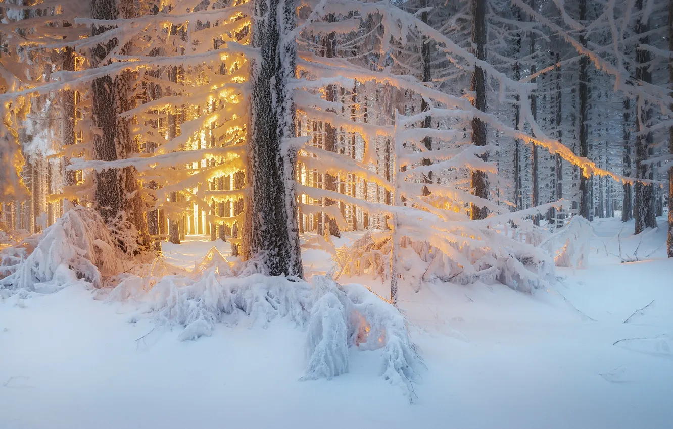 Photo wallpaper winter, forest, light, snow, trees, nature