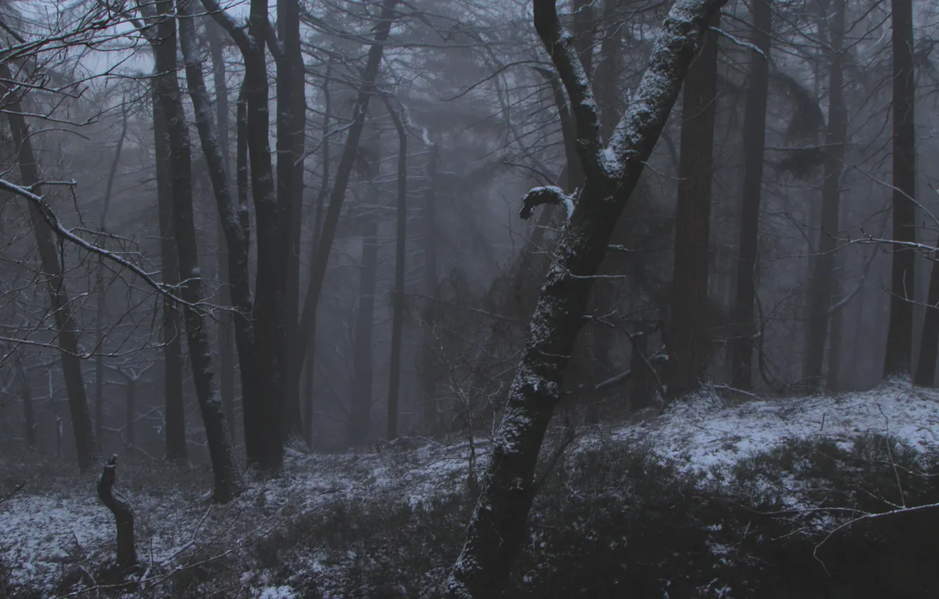 Photo wallpaper winter, forest, snow, trees, nature, fog
