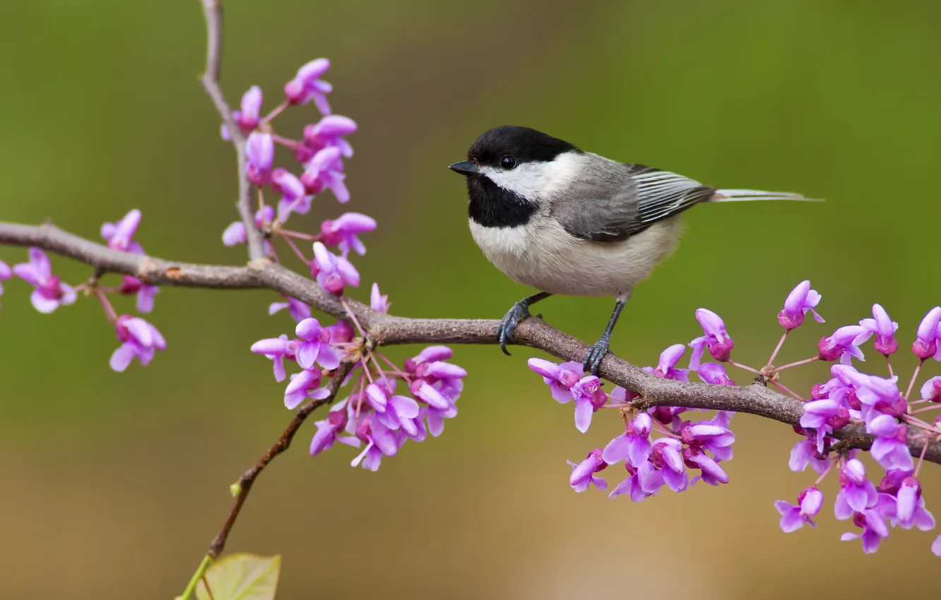 Photo wallpaper flowers, branches, bird, spring, flowering, green background, tit, tit
