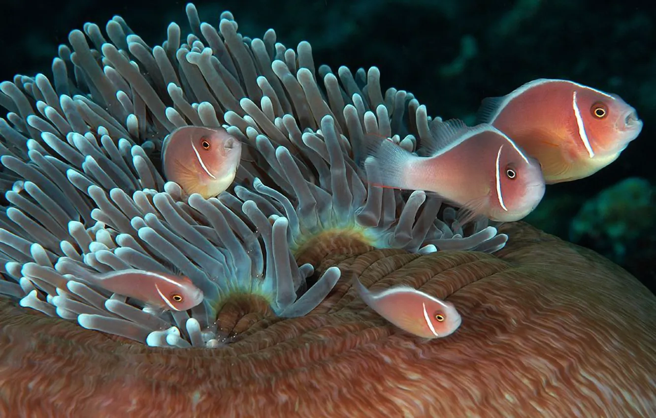 Photo wallpaper water, nature, fish, anemones